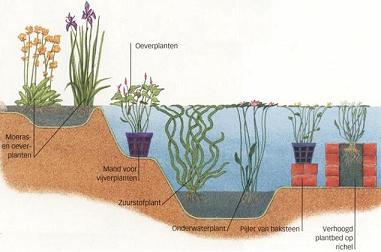 Een beplantingsplan laat zien welke waterplanten je waar in de vijver zet